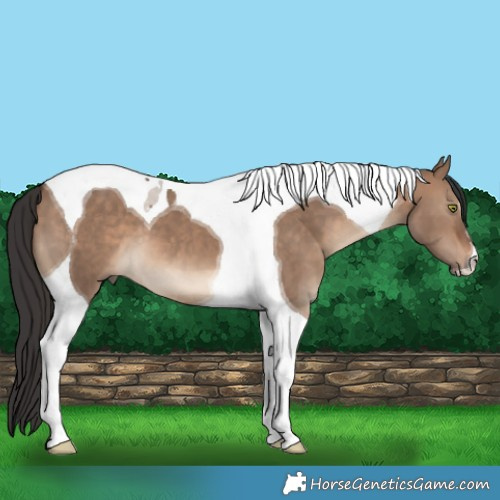 Horse Color:Brown Dun Tobiano 