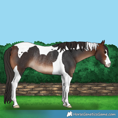 Horse Color:Brown Tobiano Rabicano 