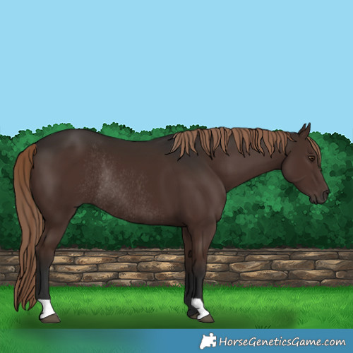 Horse Color:Liver Chestnut Rabicano