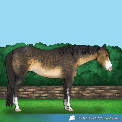Horse Color:Buckskin Sabino 
