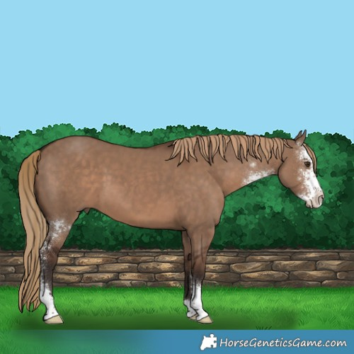 Horse Color:Liver Red Dun Sabino