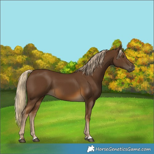 Horse Color:Chocolate Palomino 