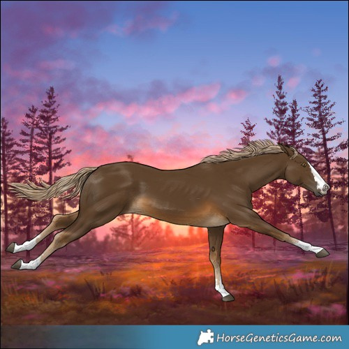 Horse Color:Chocolate Palomino 