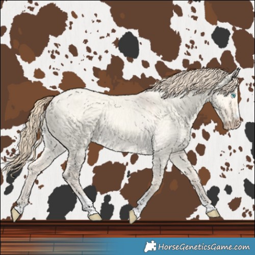 Horse Color:Perlino Dun Tobiano 