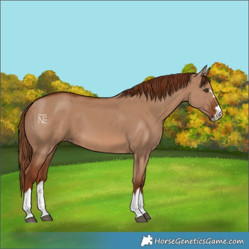 Horse Color:Red Dun