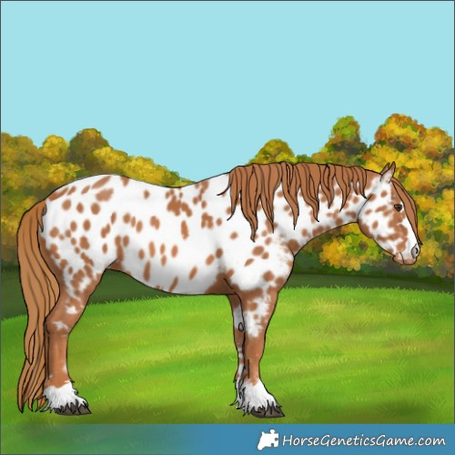 Horse Color:Chestnut Appaloosa