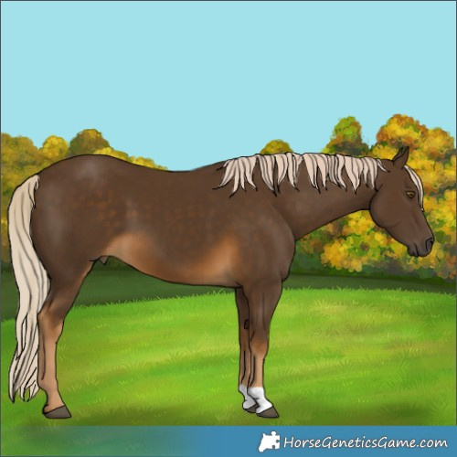 Horse Color:Chocolate Palomino