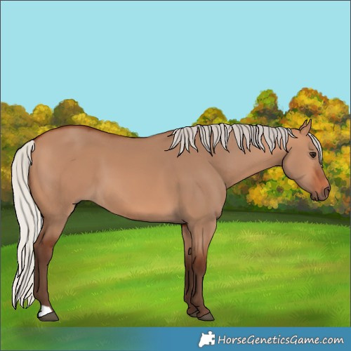 Horse Color:Silver Bay Dun 