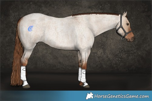 Horse Color:Red Dun Roan