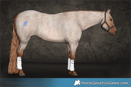 Horse Color:Red Dun Roan