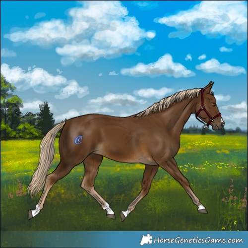 Horse Color:Chocolate Palomino 