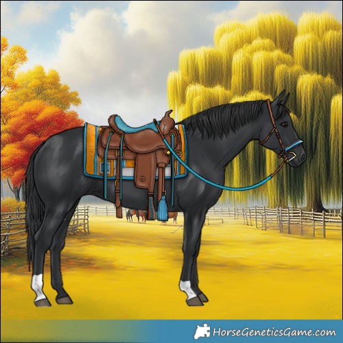 Horse Color:Black 