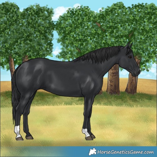 Horse Color:Black 
