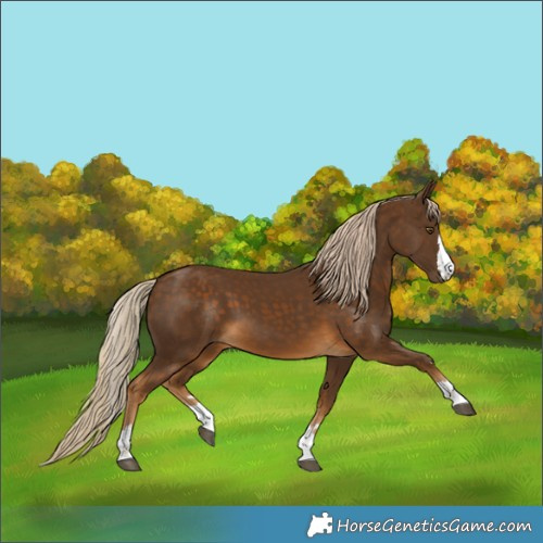 Horse Color:Chocolate Palomino
