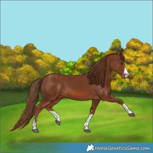 Horse Color:Chestnut 