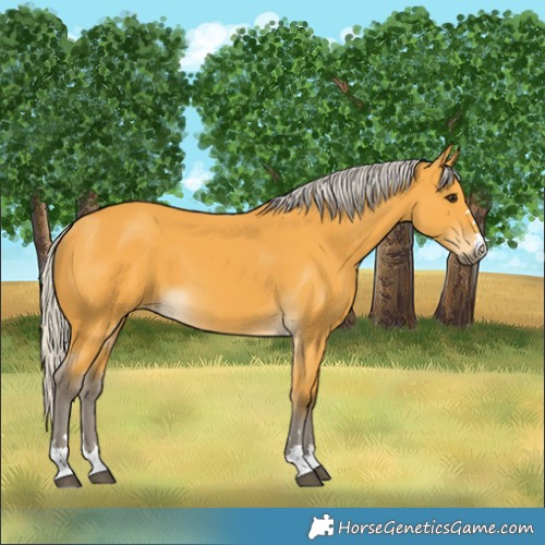 Horse Color:Silver Buckskin 