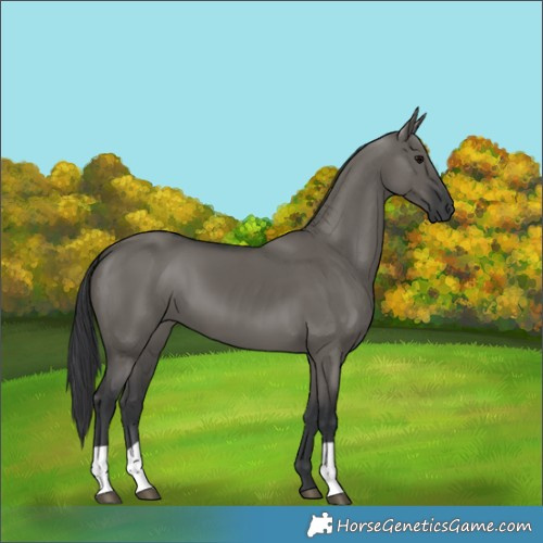 Horse Color:Grullo 