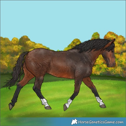 Horse Color:Bay 