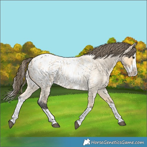 Horse Color:Buckskin Roan Splash Blanket