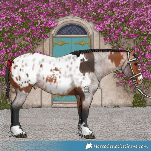 Horse Color:Bay Blanket and Bay Roan Blanket