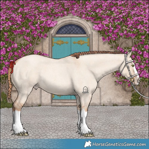 Horse Color:Gold Champagne Roan Dun Splash Frame Rabicano