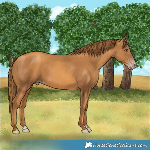 Horse Color:Gray Gold Champagne