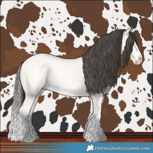 Horse Color:Buckskin Roan Dun Splash 