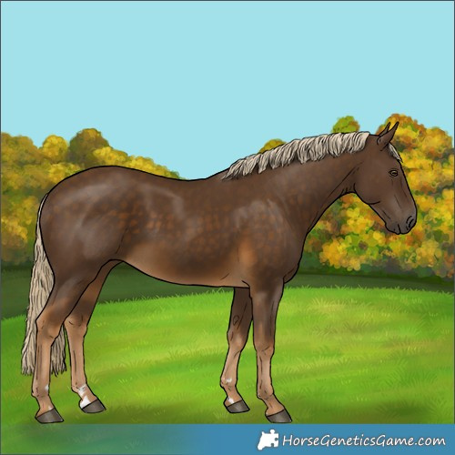 Horse Color:Chocolate Palomino