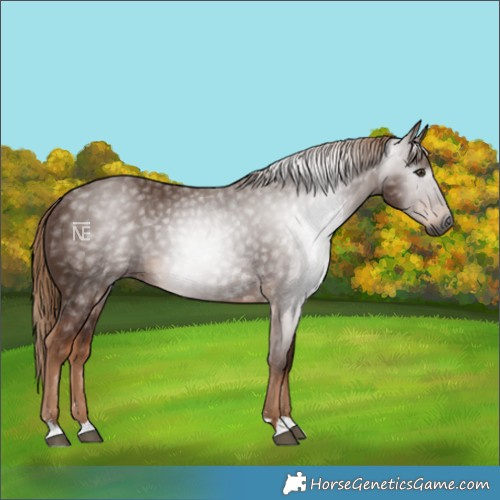 Horse Color:Gray Chestnut
