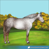 Horse Color:Gray Chestnut 