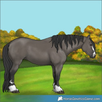 Horse Color:Grullo 