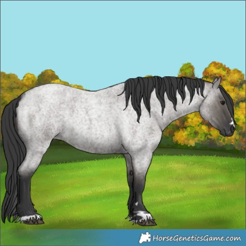 Horse Color:Grullo Roan Rabicano