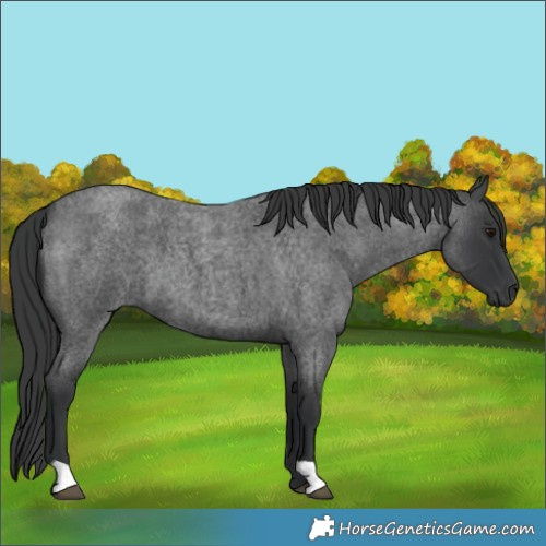 Horse Color:Blue Roan