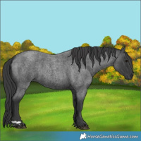 Horse Color:Blue Roan 