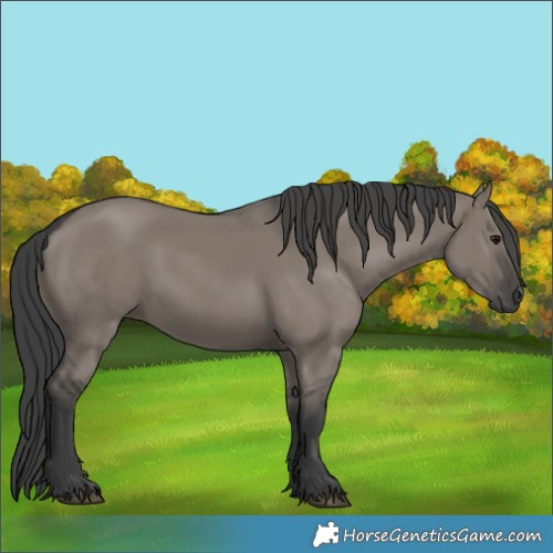 Horse Color:Grullo Rabicano 