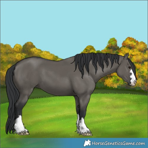 Horse Color:Grullo