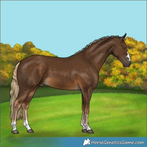 Horse Color:Chocolate Palomino 