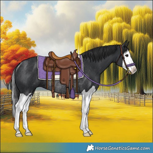Horse Color:Black Splash Rabicano