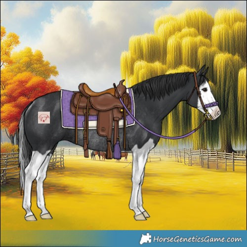 Horse Color:Black Splash Rabicano
