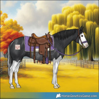 Horse Color:Black Splash Rabicano 