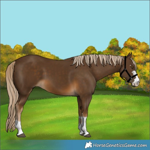 Horse Color:Chocolate Palomino 