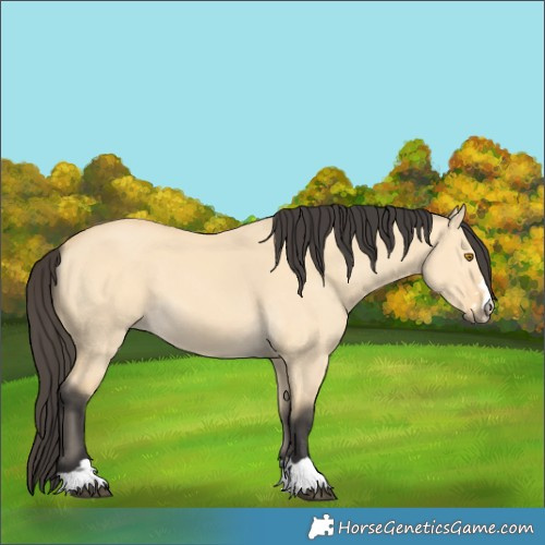 Horse Color:Buckskin Dun