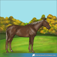 Horse Color:Chocolate Palomino 