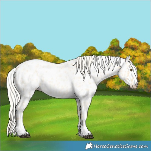 Horse Color:Palomino Roan Dun Appaloosa