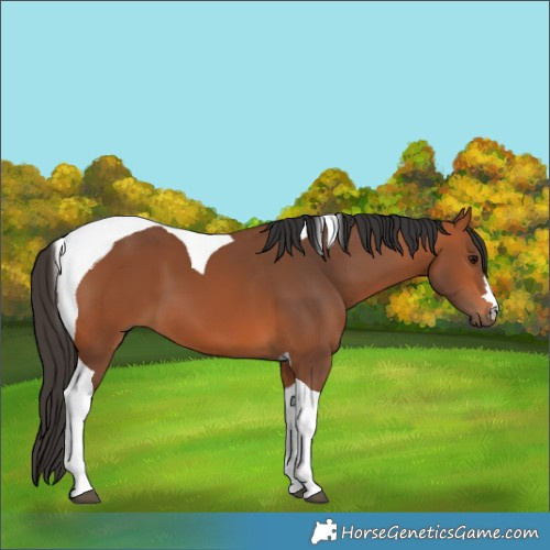 Horse Color:Bay Tobiano 