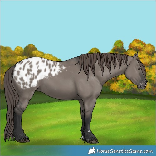 Horse Color:Grullo Appaloosa