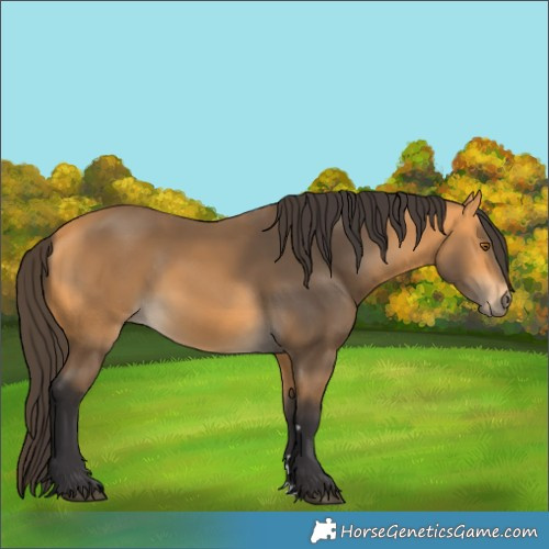 Horse Color:Buckskin 