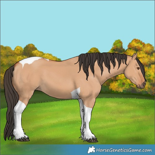 Horse Color:Bay Dun Tobiano 