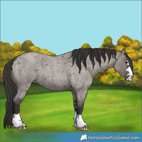 Horse Color:Smoky Grullo Roan 