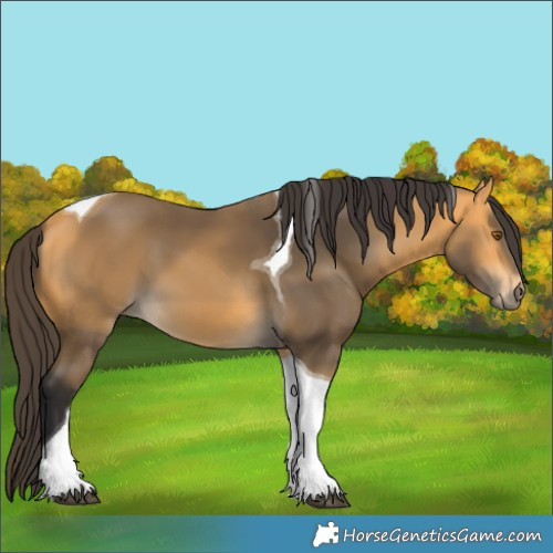 Horse Color:Buckskin Tobiano